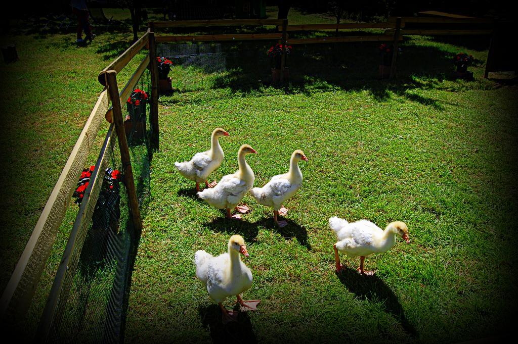 Agriturismo Borgovecchio Romans d'Isonzo ภายนอก รูปภาพ